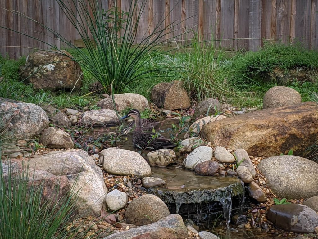 gardens for wildlife Boroondara Crisfield Landscape