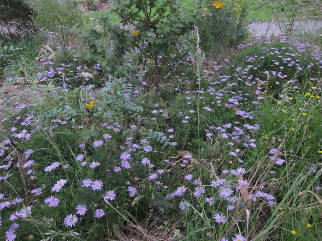 Indigenous planting design Templestowe Crisfield Landscape