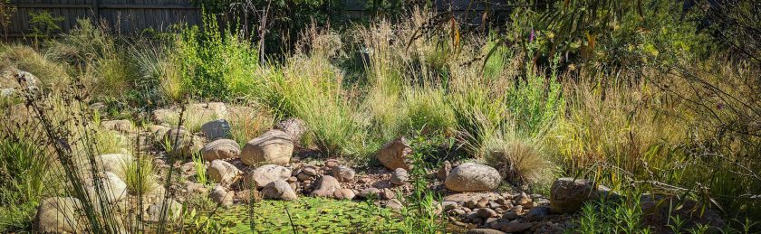 Wild Indigenous Gardens Melbourne